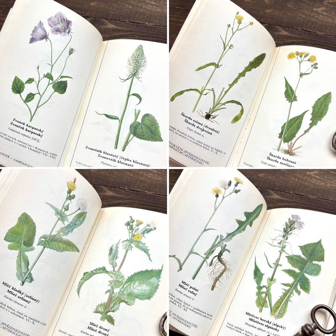 [698種類の植物画]チェコの古い植物図鑑2冊セット(1980年)/植物画/