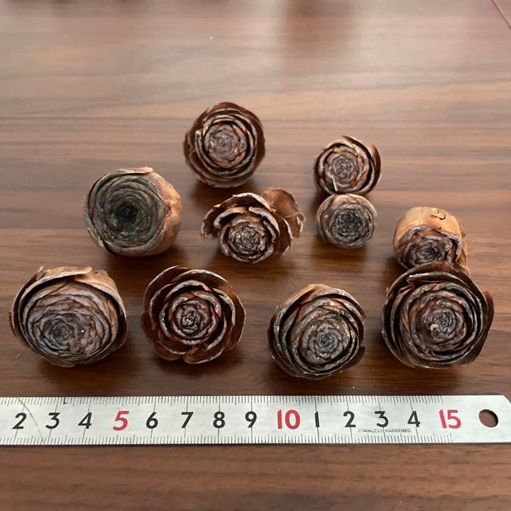 ヒマラヤスギの松ぼっくり全部セット