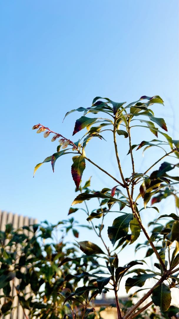 開花中☆山採りアセビ2.7M(鉢底から)