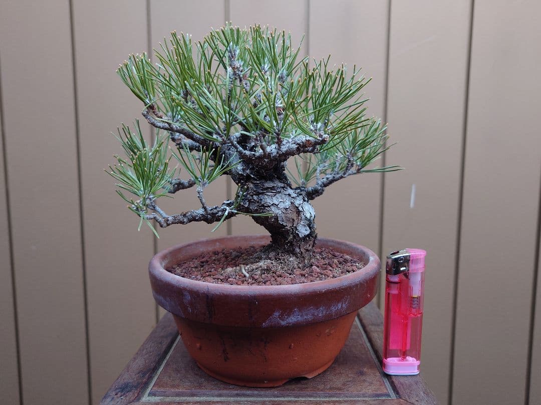 盆栽　黒松　樹高15cm