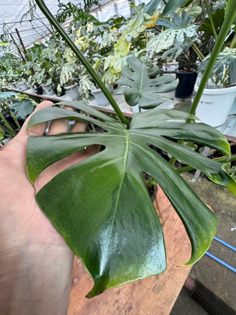 G2モンステラ　GOG