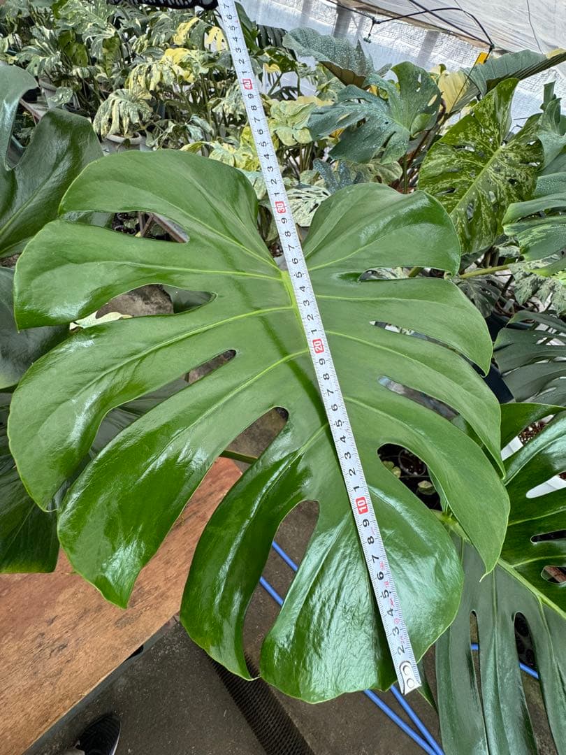 G2モンステラ　GOG