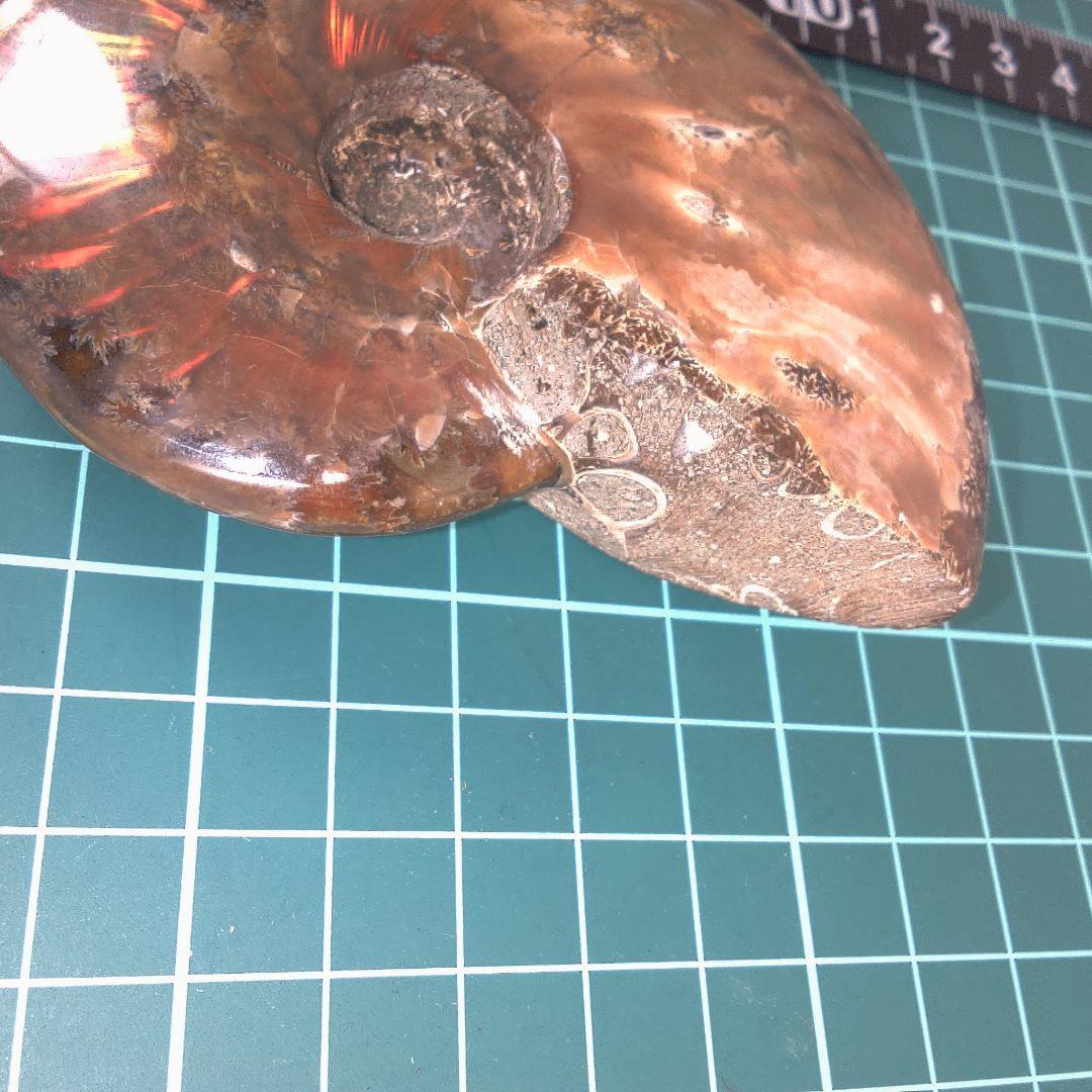 小物１ アンモナイト化石 光沢あり