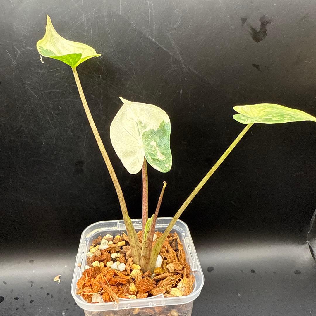 極上 アロカシア スティングレイ アルボ