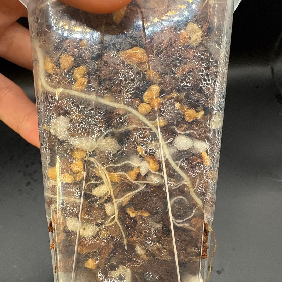 極上 アロカシア スティングレイ アルボ