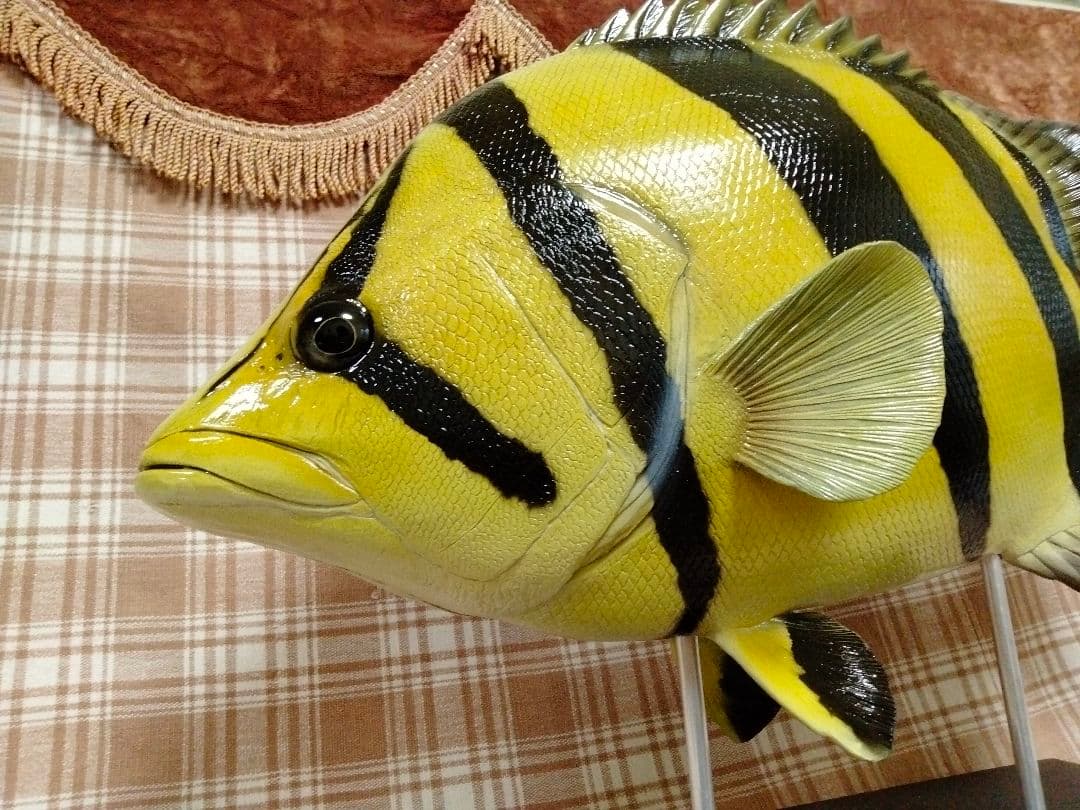ハンドメイド　48cmダトニオ シャムタイガー　フィギュア　レプリカ　置物　魚