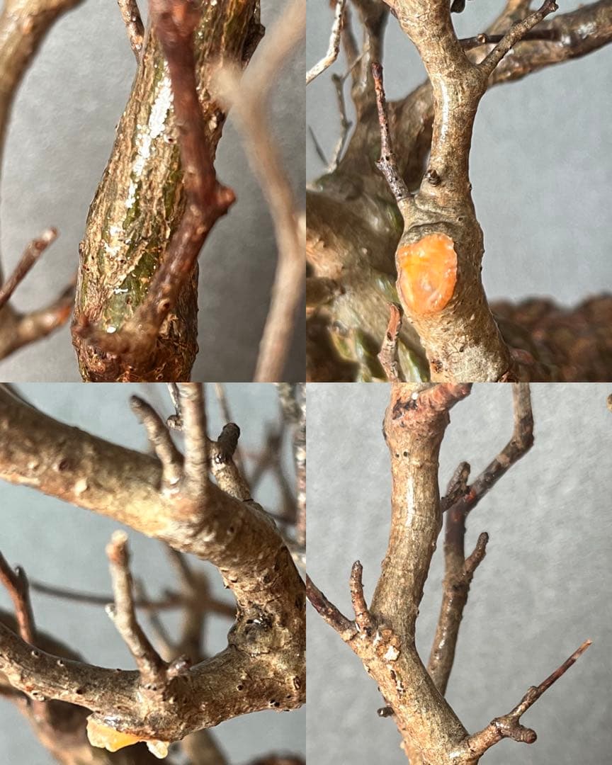 オペルクリカリア・パキプス ぼこぼこ丸株 ベアルート