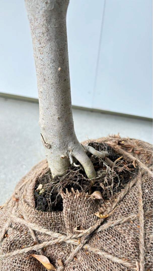 流れ樹形の曲線美が美しい 枝流れ ドウダンツツジ 355 樹高1.7m位