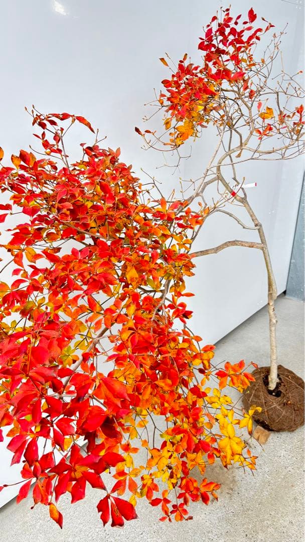 流れ樹形の曲線美が美しい 枝流れ ドウダンツツジ 355 樹高1.7m位