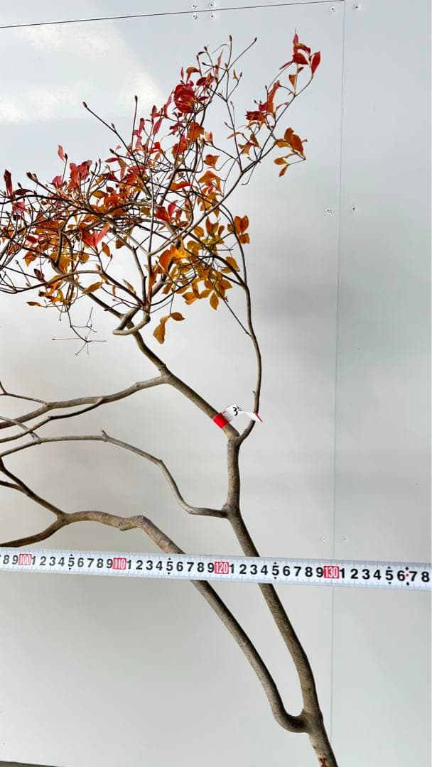 流れ樹形の曲線美が美しい 枝流れ ドウダンツツジ 355 樹高1.7m位