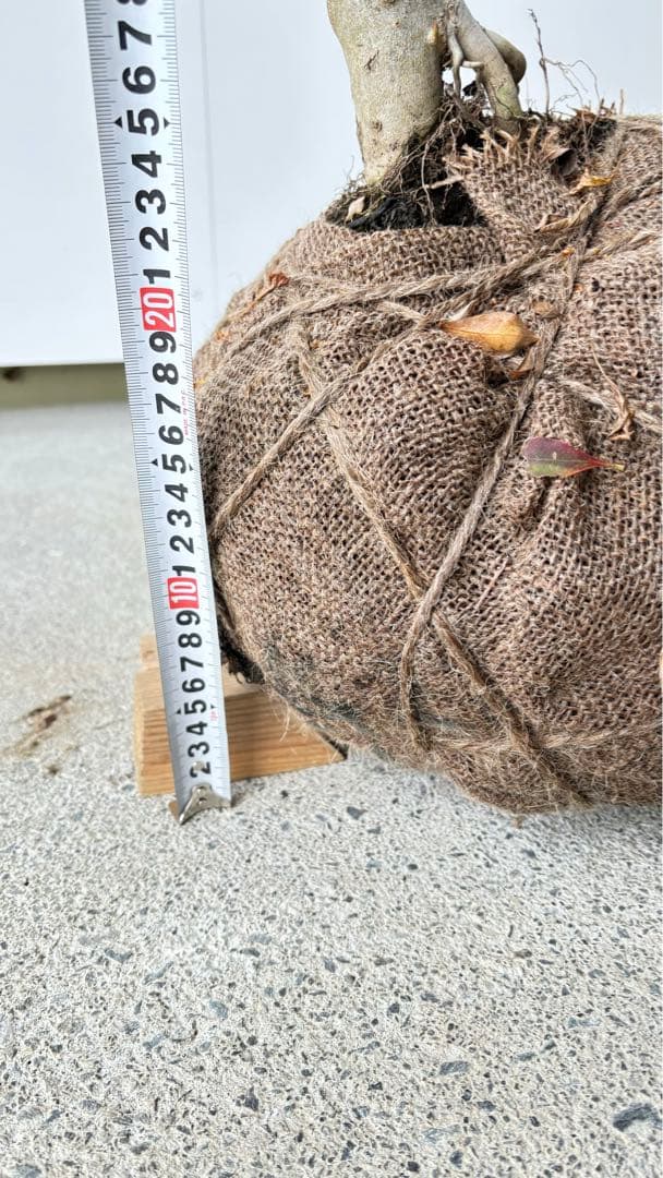 流れ樹形の曲線美が美しい 枝流れ ドウダンツツジ 355 樹高1.7m位