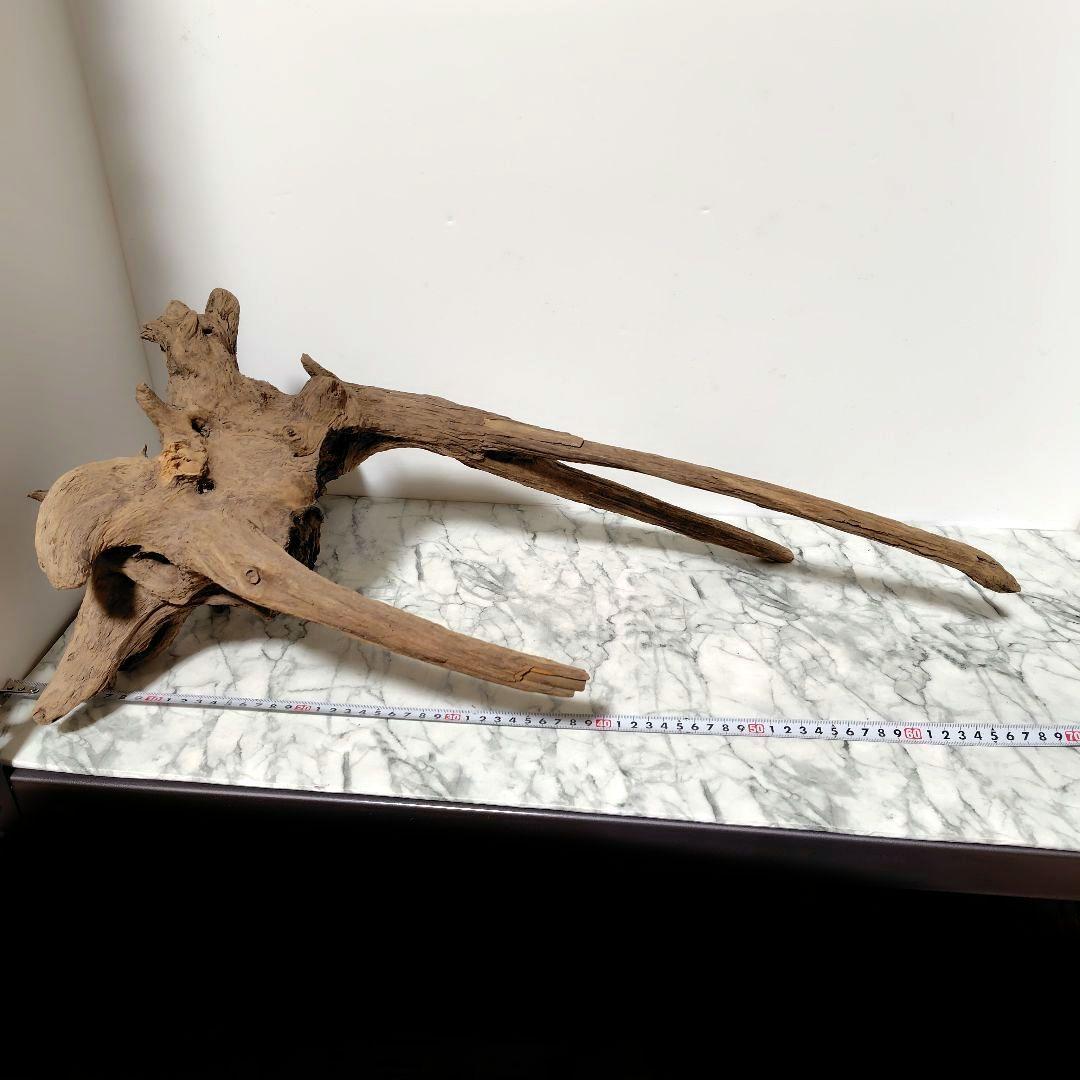 アク抜き済み流木【１】