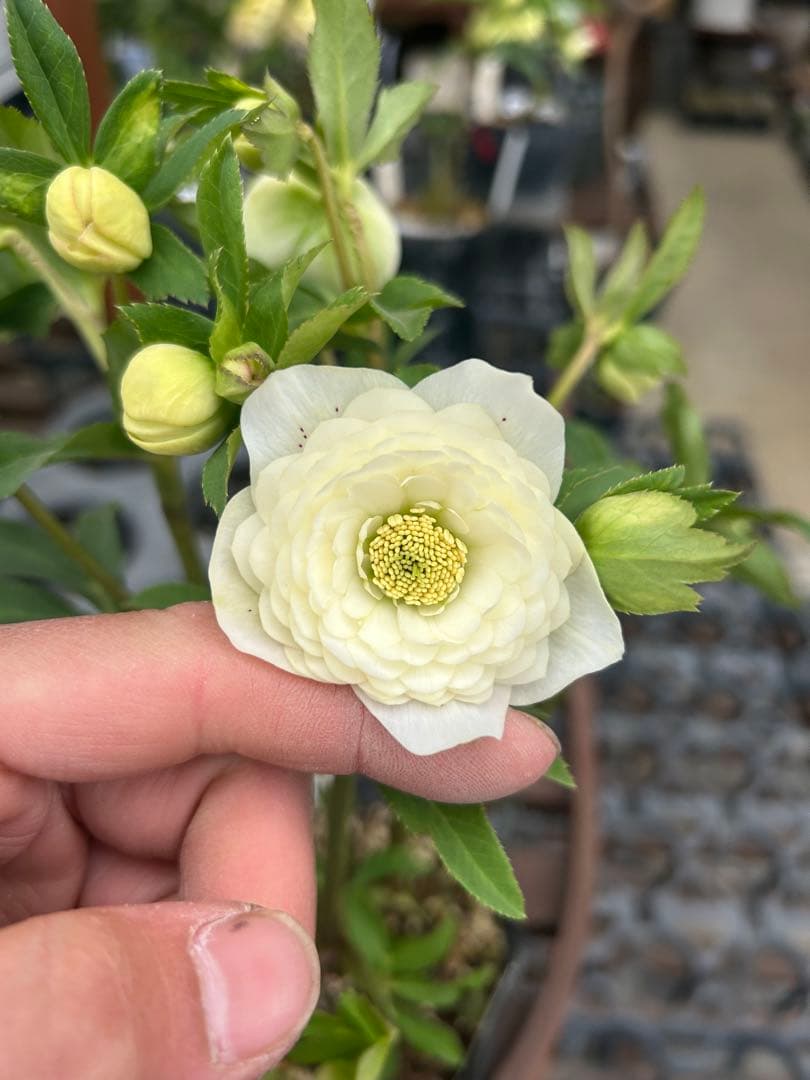 加藤農園 ホワイトアフロディーテ クリスマスローズ同梱可能