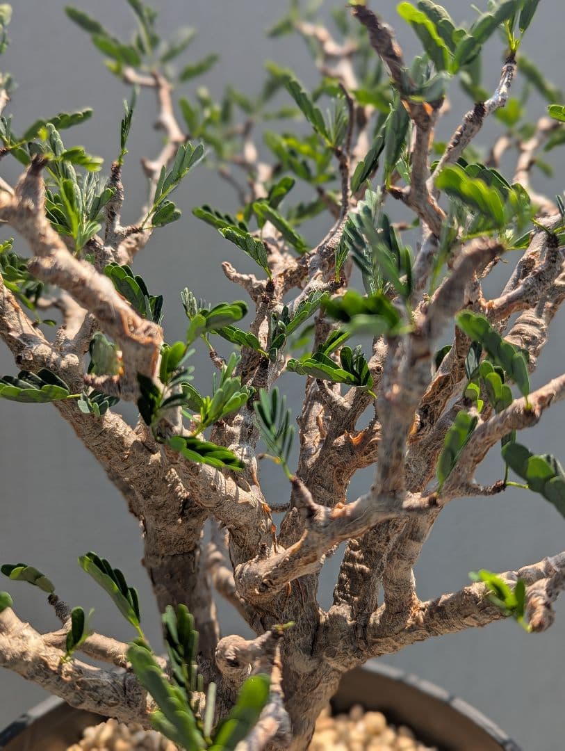 火*＠様 1/31までセール！センナ メリディオナリス　美株