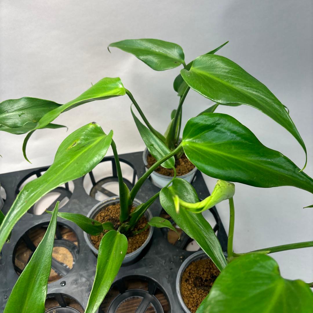 S*T様 5株セットms36モンステラ バールマルクスフレーム