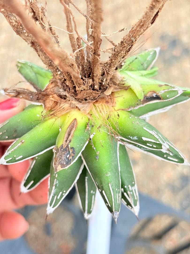 アガベ　笹の雪ロッキー 白山　、輝山　、姫笹の雪　セット　4株