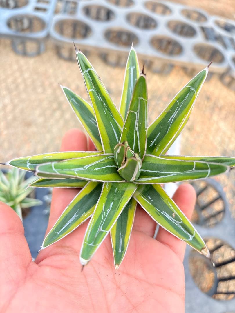 アガベ　笹の雪ロッキー 白山　、輝山　、姫笹の雪　セット　4株