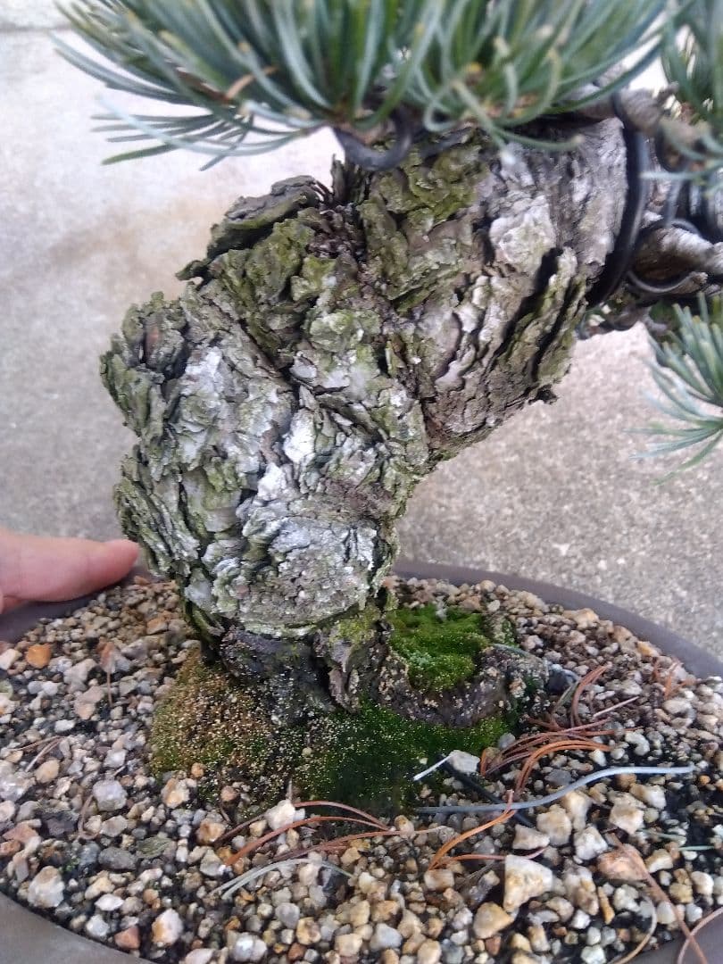 五葉松　盆栽　極太❗良樹形❗8号陶器鉢つき　③