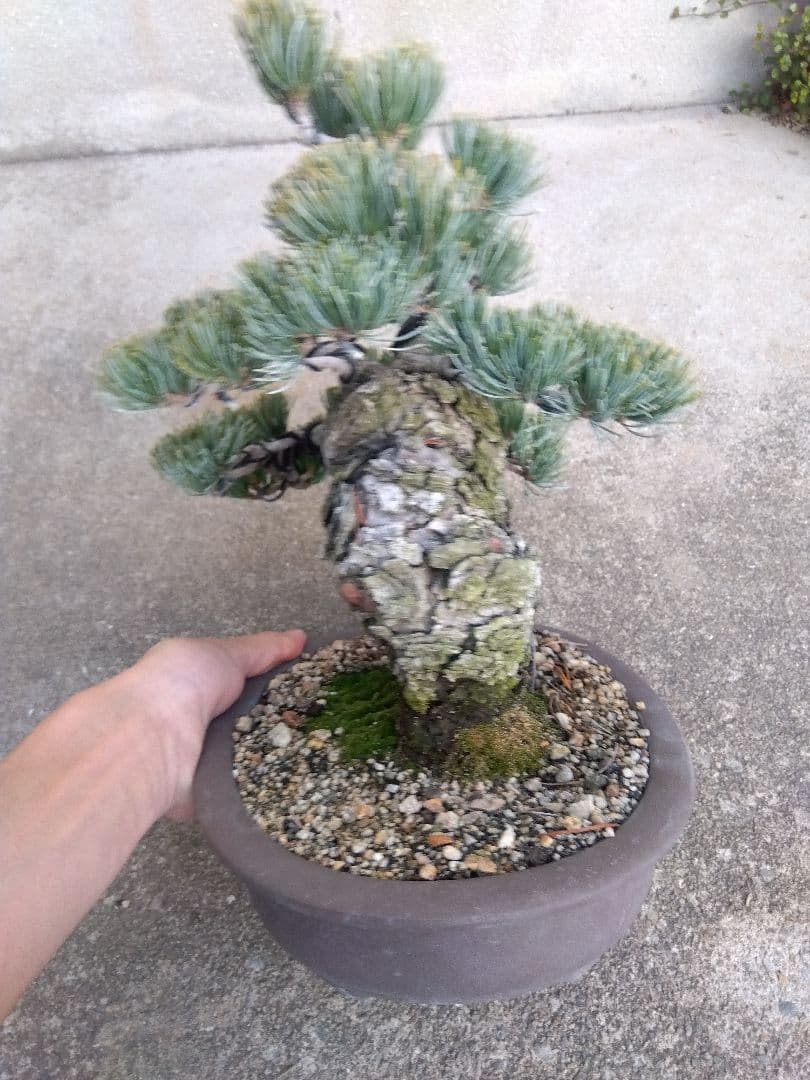 五葉松　盆栽　極太❗良樹形❗8号陶器鉢つき　③