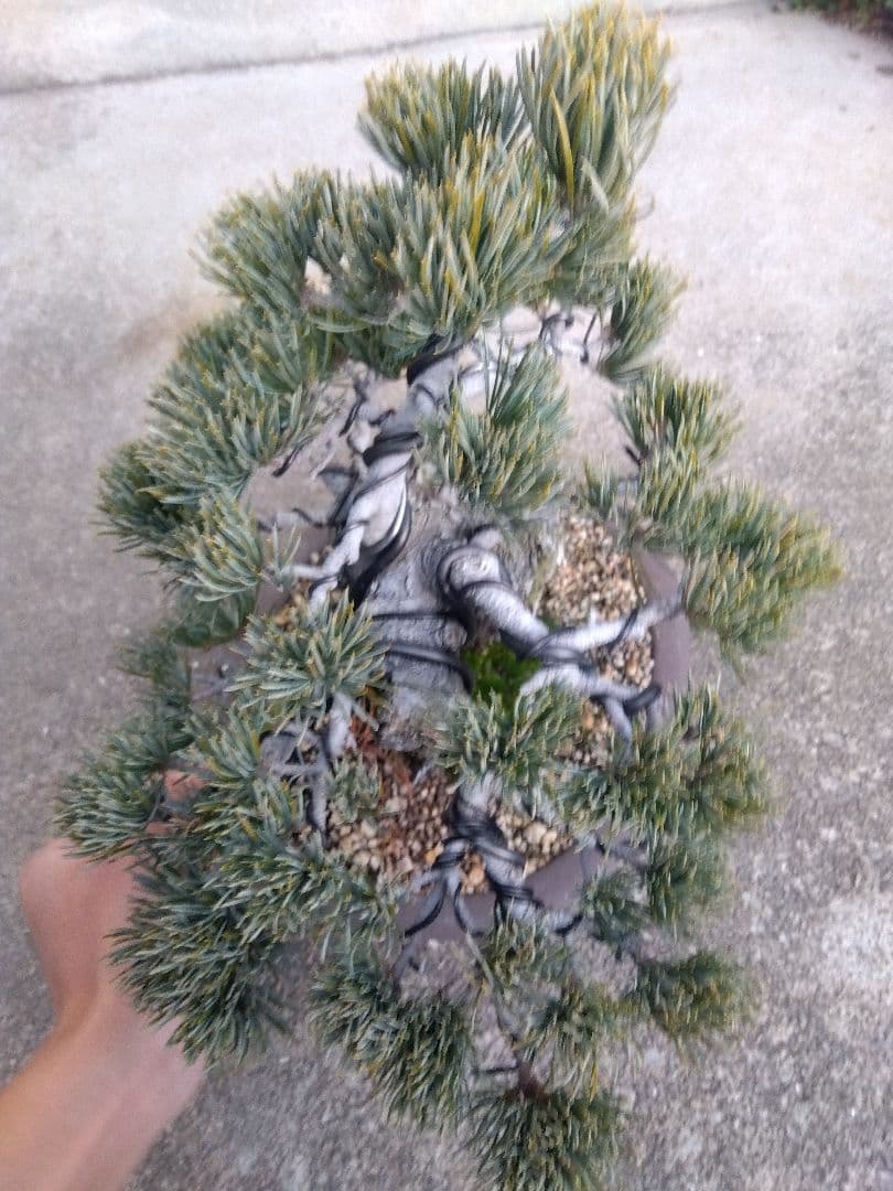 五葉松　盆栽　極太❗良樹形❗8号陶器鉢つき　③