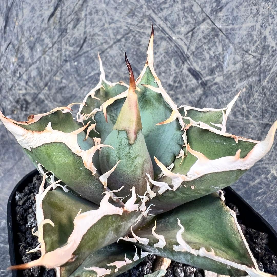 仙*渓様 アガベ　オテロイ　実生特選株