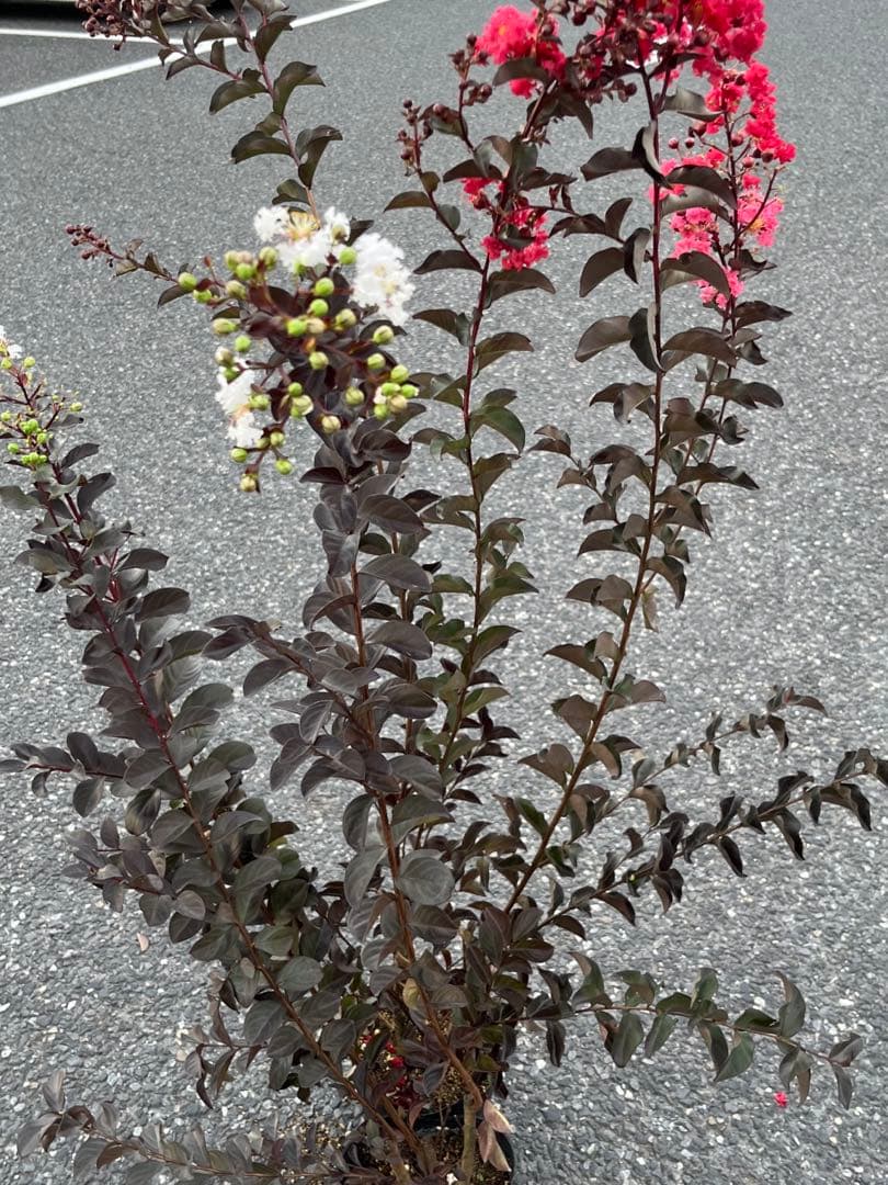 サルスベリ ブラックパール ホワイト ★新品種 大株株立ち 約1.2m 宅急便