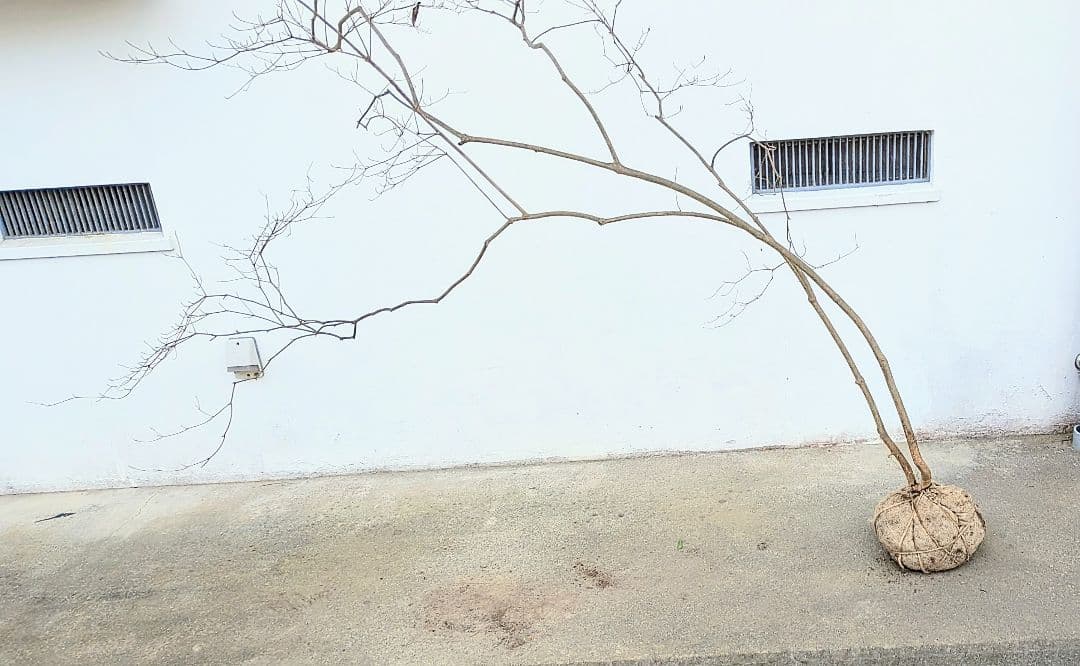 これが本物！。山採りドウダンツツジ。