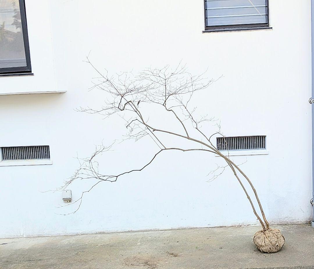 これが本物！。山採りドウダンツツジ。