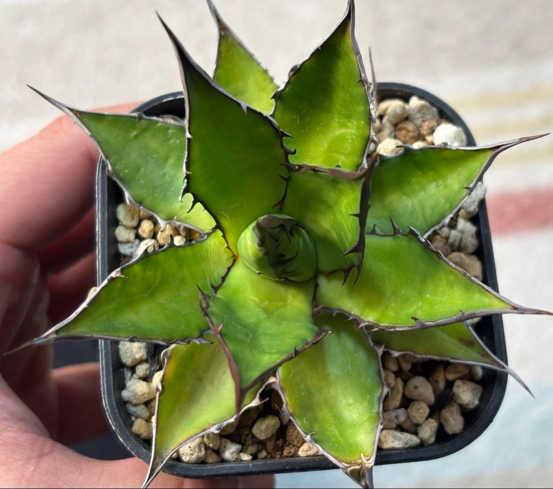 実生 ブツブツ ホリダ 検索)オアハカ オテロイ チタノタ アガベ fo-076