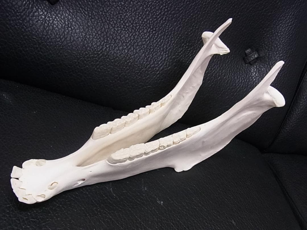 高品質！ ロバ（Donkey）頭骨　♂