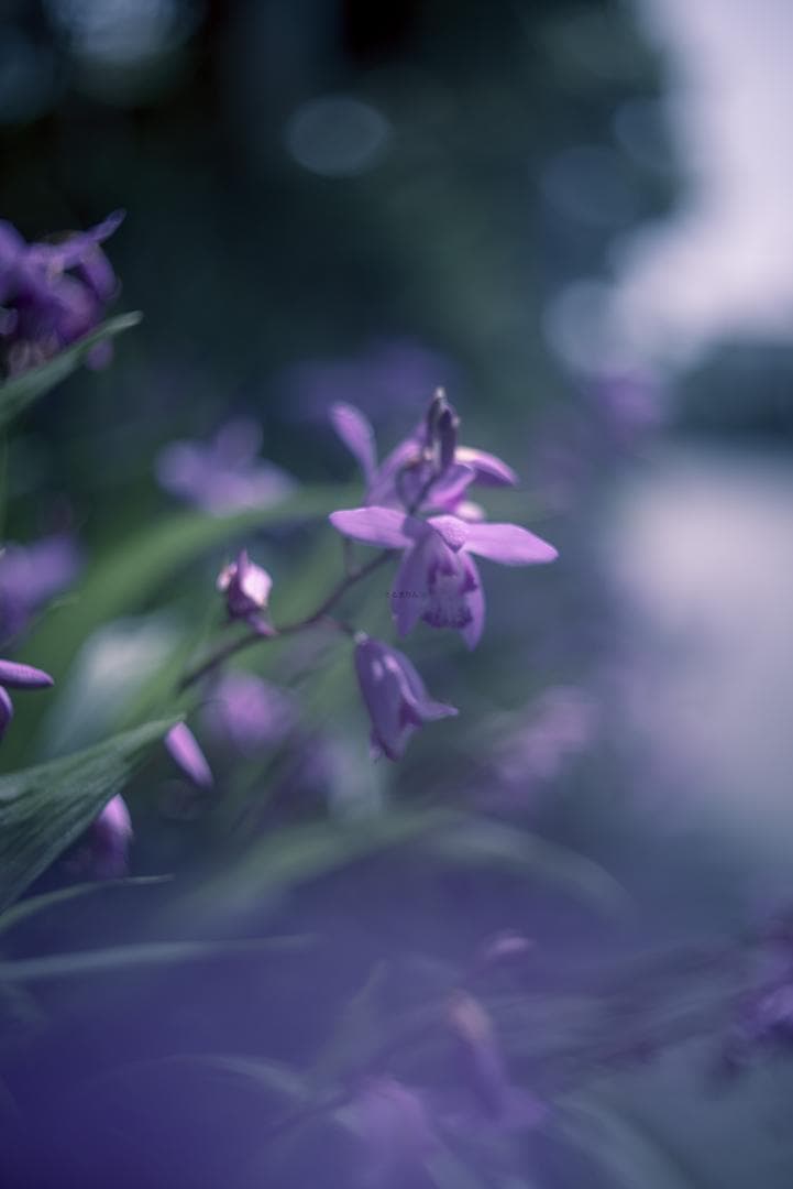 良品！山崎ズマール！Leica Bluecoted Summar 50mm F2