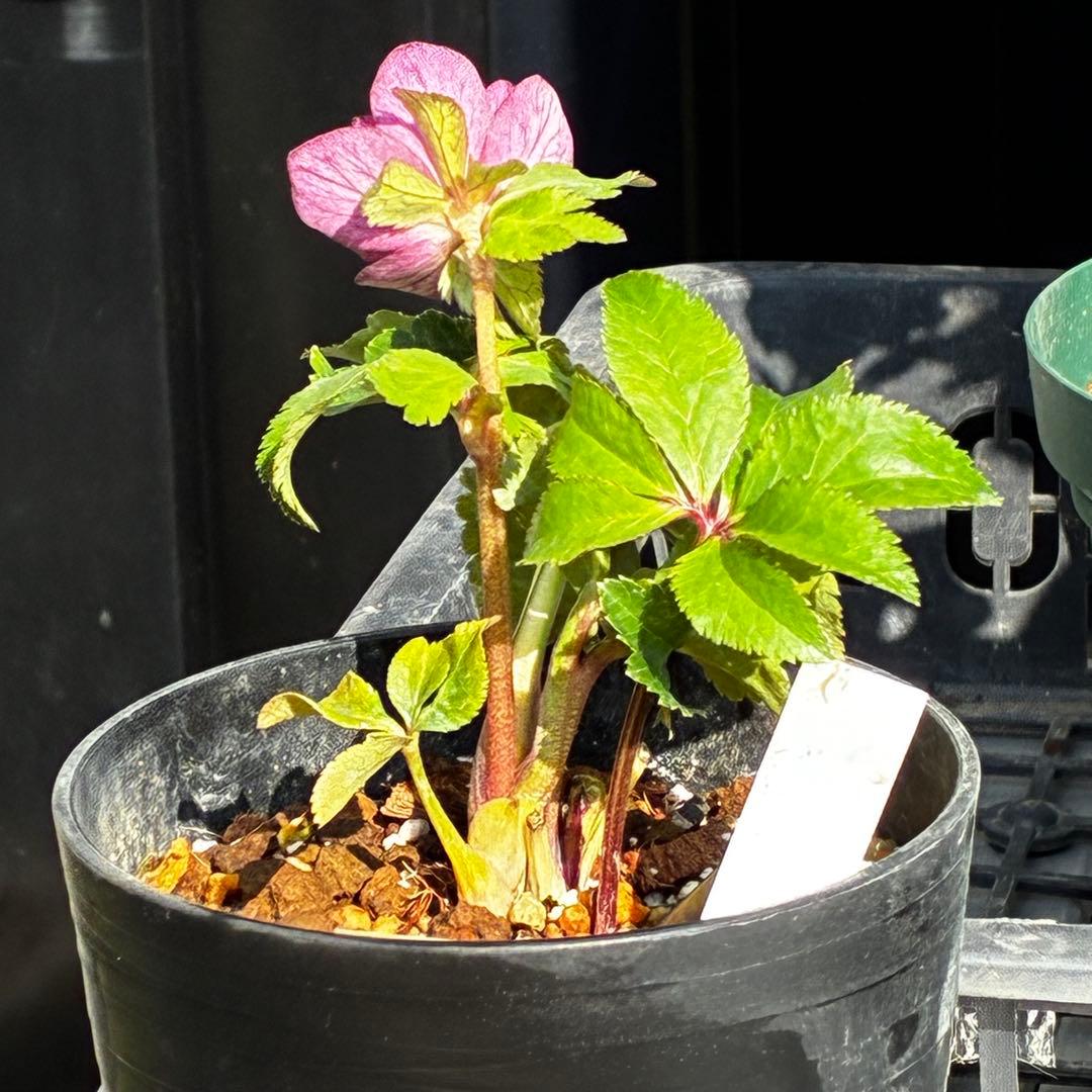 ˙*⋆様 3539☘️蕾花タグ付☘️蜃気楼交配⭐️特殊発色⭐️小輪⭐️オーレア⭐