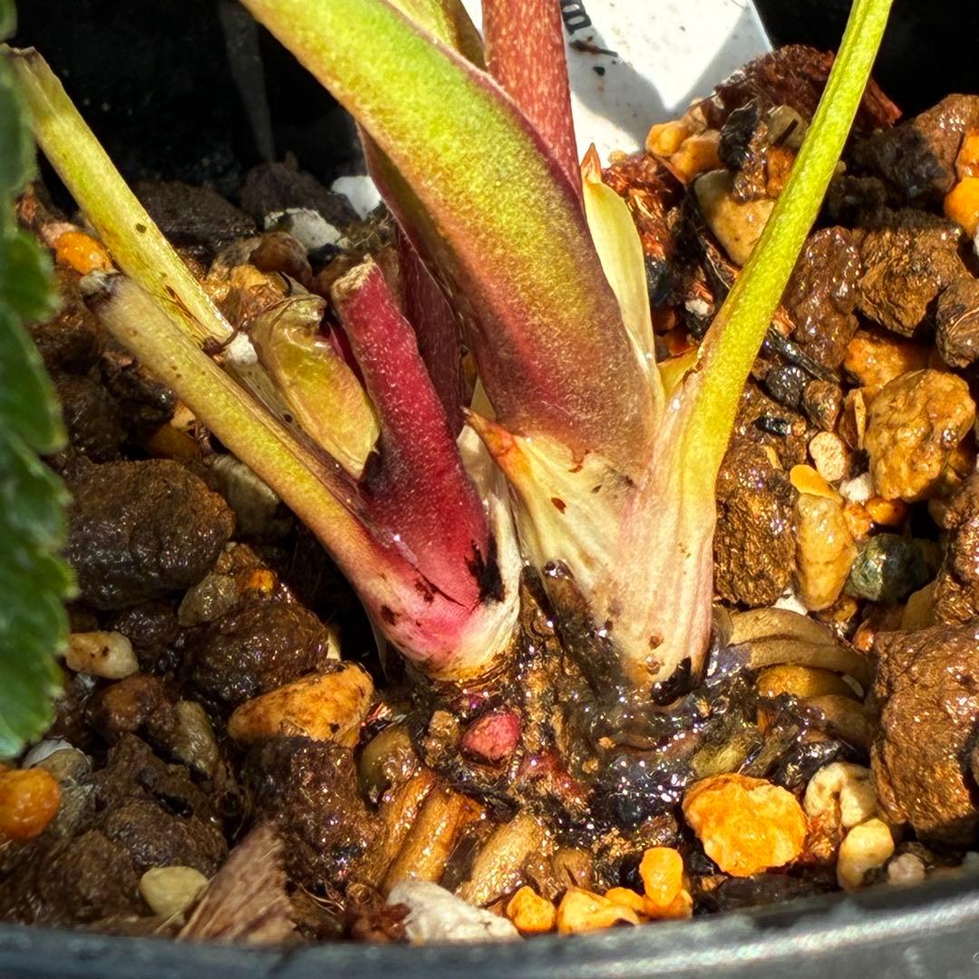 ˙*⋆様 3539☘️蕾花タグ付☘️蜃気楼交配⭐️特殊発色⭐️小輪⭐️オーレア⭐