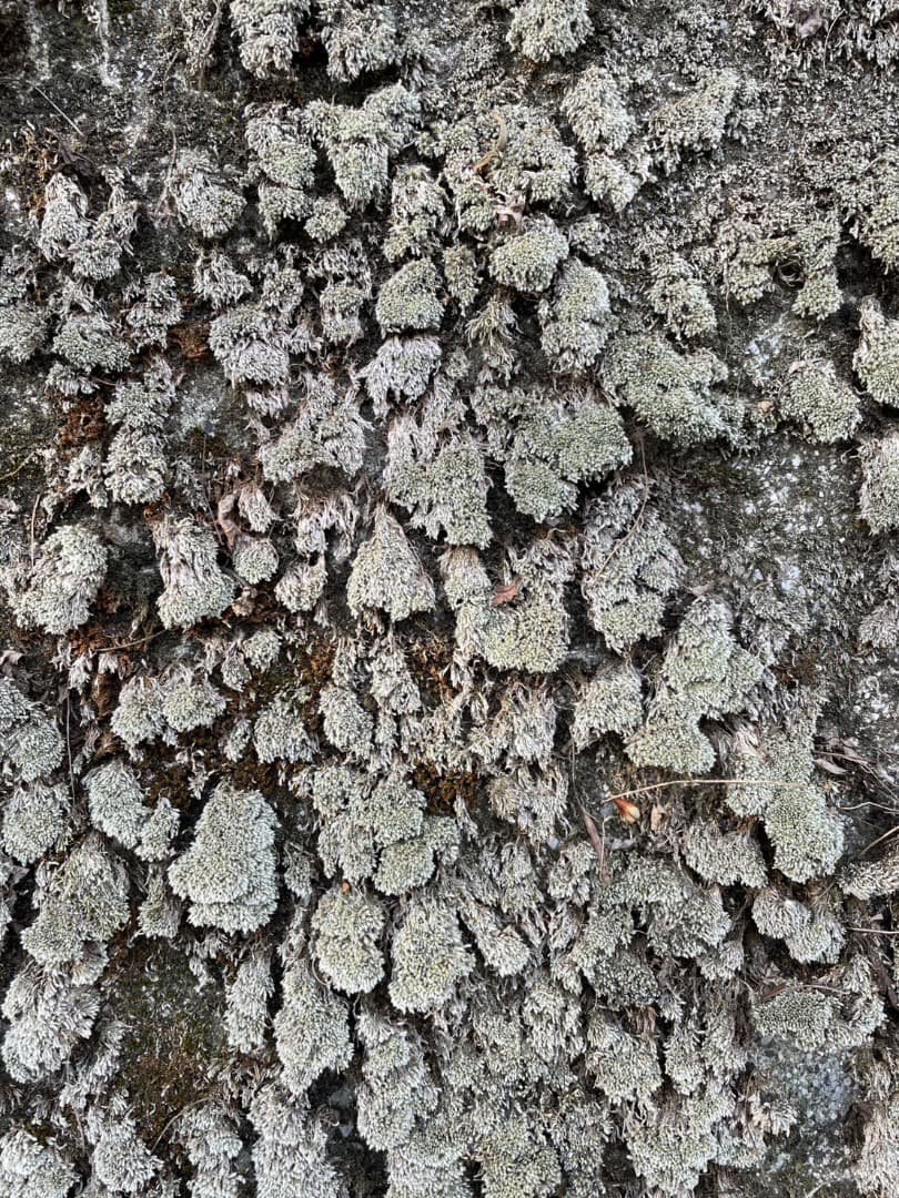 ギンゴケ　銀苔　生育状況確認用ページ