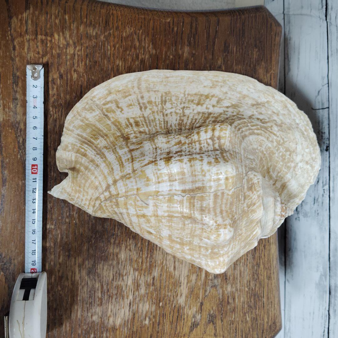 【希少・大型29cm】ブラジル産 ホラガイ 貝殻 天然石 インテリア 標本