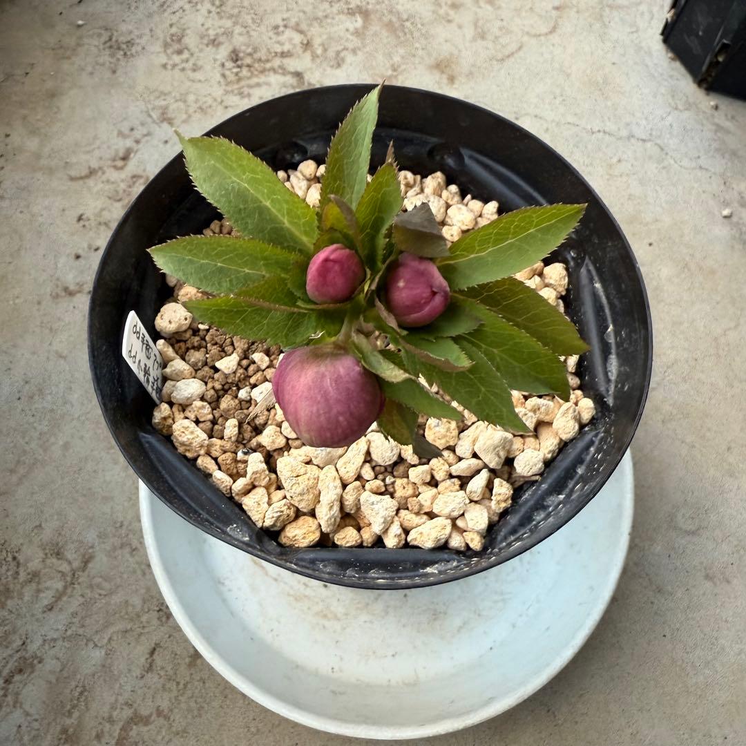 ま*こ様 クリスマスローズ 『小輪 手毬交配 ddアプリコットクリーム』