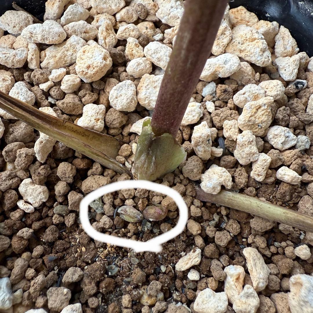 ま*こ様 クリスマスローズ 『小輪 手毬交配 ddアプリコットクリーム』