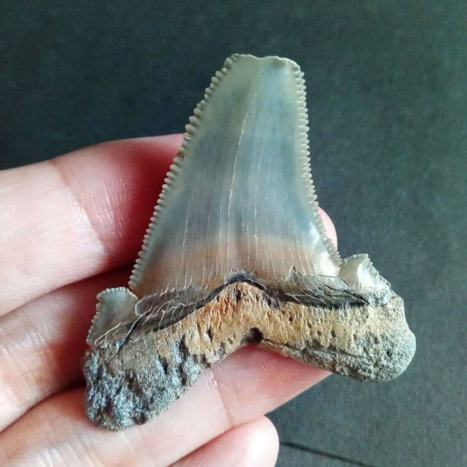 サメの歯化石　アングスティデンス　USA産　特大　希少種　極美麗