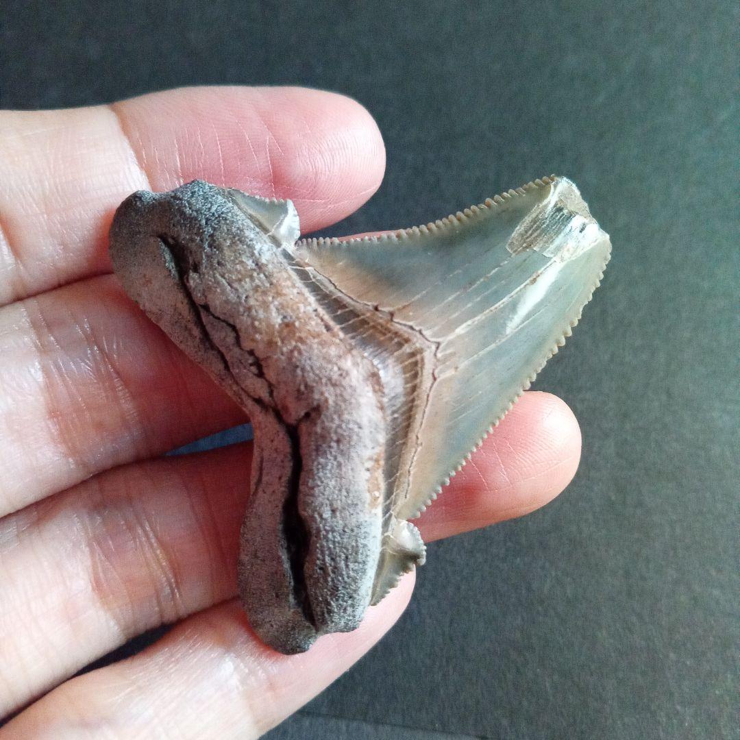 サメの歯化石　アングスティデンス　USA産　特大　希少種　極美麗