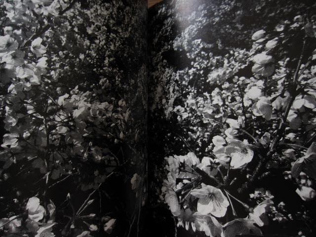 ANGO　森山大道　Daido Moriyama　直筆サイン入り