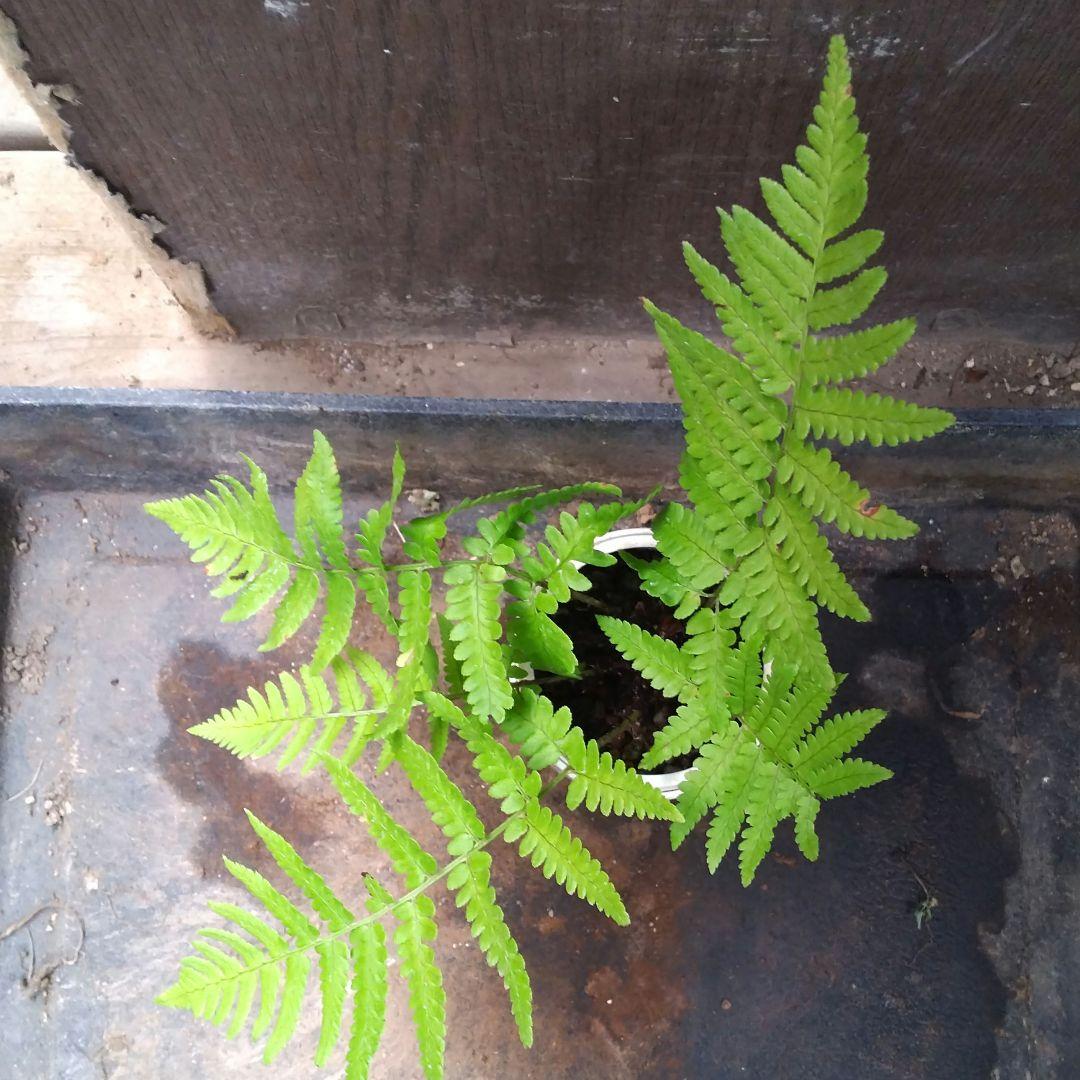 ワケアリ 中⑤ 品種不明シダ