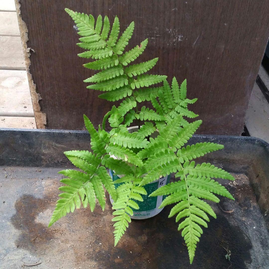 ワケアリ 中⑤ 品種不明シダ