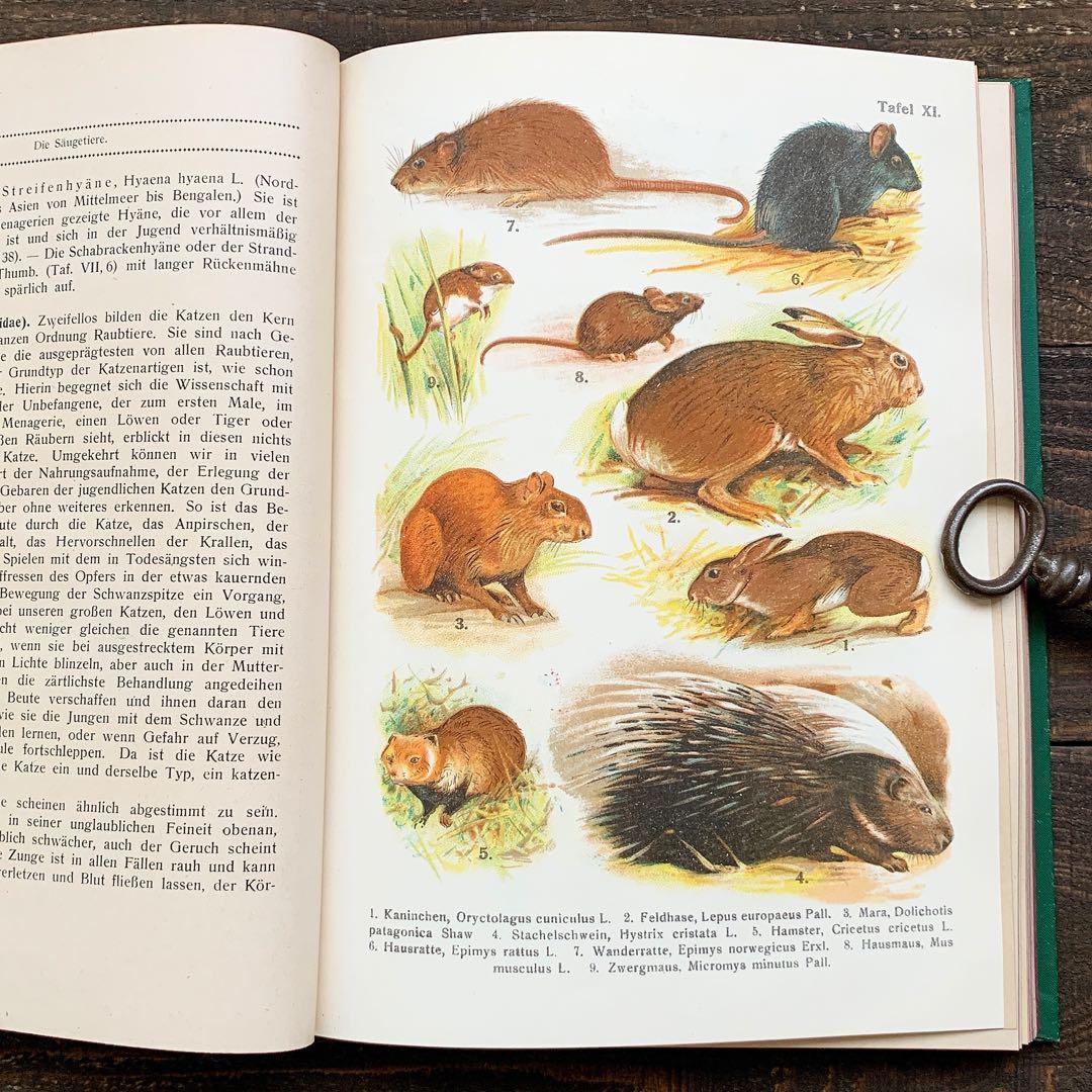 [雰囲気の動物達の絵]ドイツの古い哺乳類図鑑(1922年)/動物図鑑 雰囲気◎/