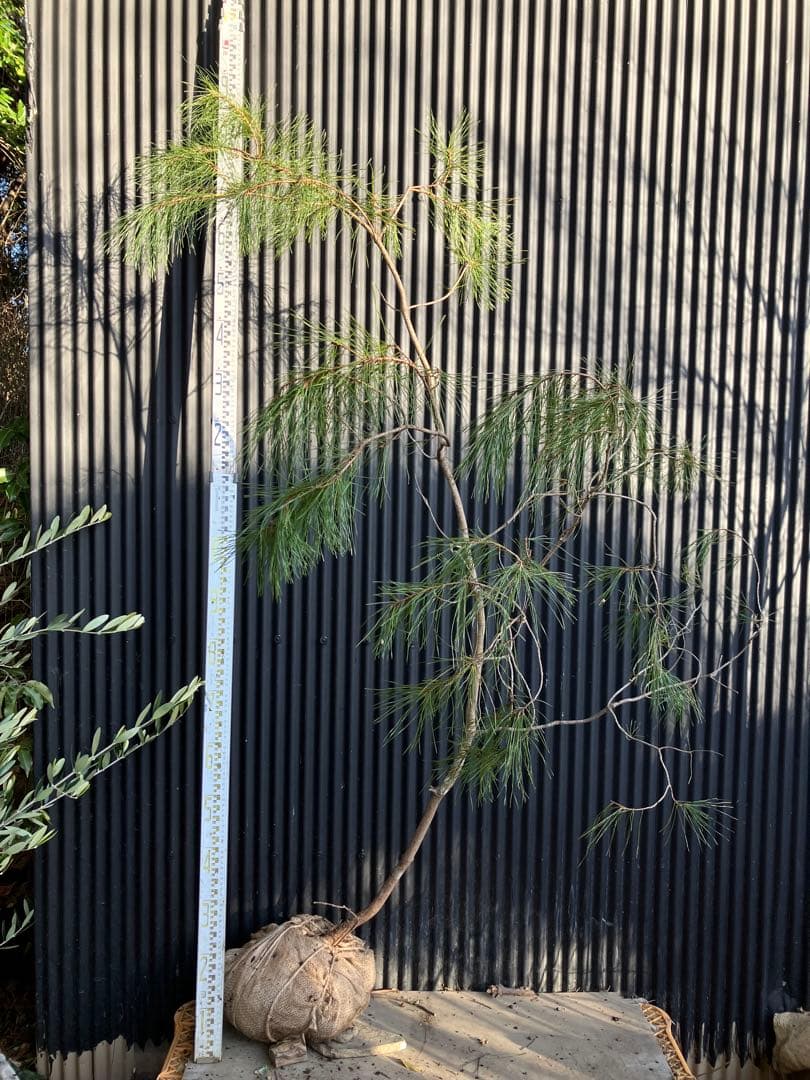 山採り　アカマツ