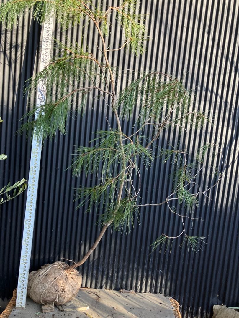 山採り　アカマツ