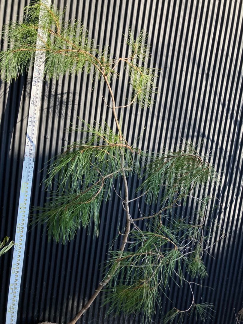 山採り　アカマツ