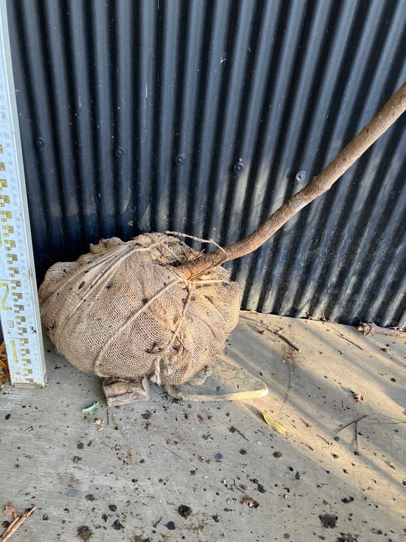 山採り　アカマツ