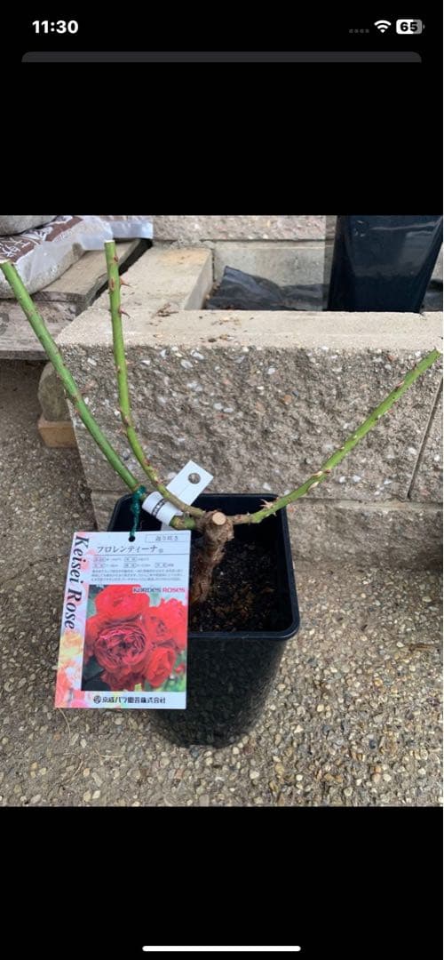 プリマ ヴィスタ&恋いづな &あいの風&フロレンティーナ バラ苗 抜き苗発送