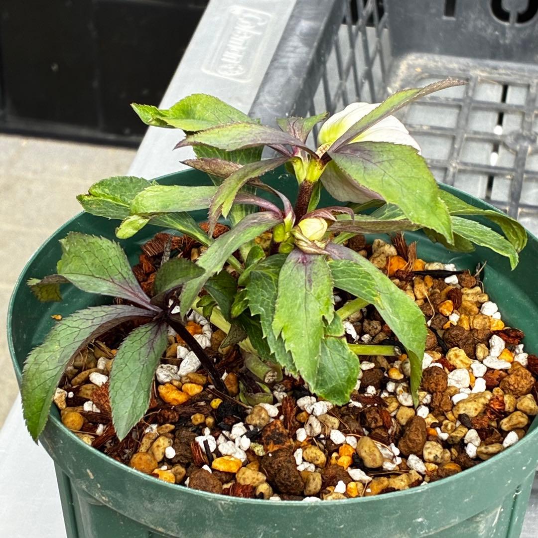 3551☘️蕾花付☘️超希少☘️筒型SD⭐️ポーセリン⭐️小輪⭐️ぼかし⭐️超コンパクト⭐️大木