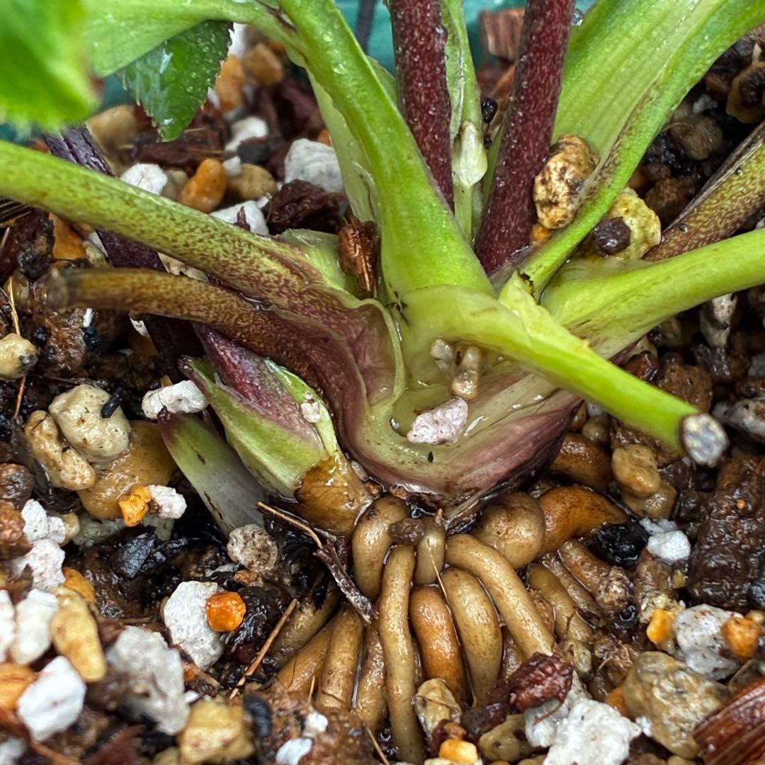 3551☘️蕾花付☘️超希少☘️筒型SD⭐️ポーセリン⭐️小輪⭐️ぼかし⭐️超コンパクト⭐️大木